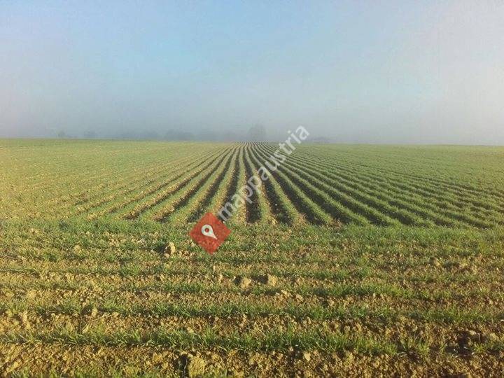 14er - Bio Öle aus dem Marchfeld