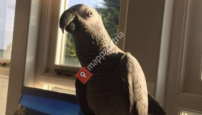 African gray parrots