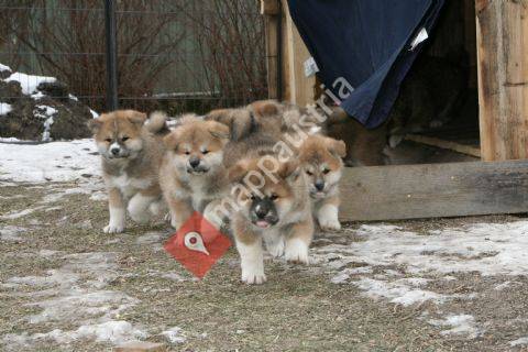 Akita 