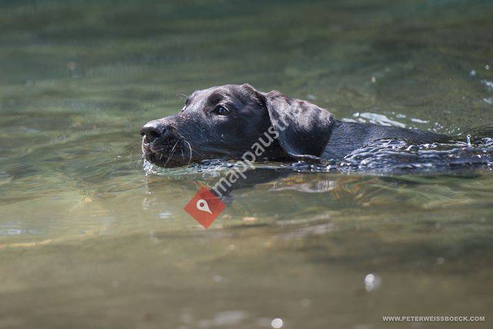 Aldergrove Labrador Retriever