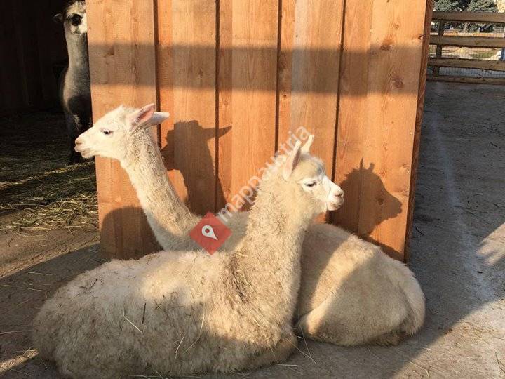 Alpakaerlebnis Marchfeldmühle