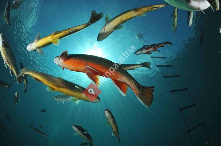 Alpenaquarium Grüblsee