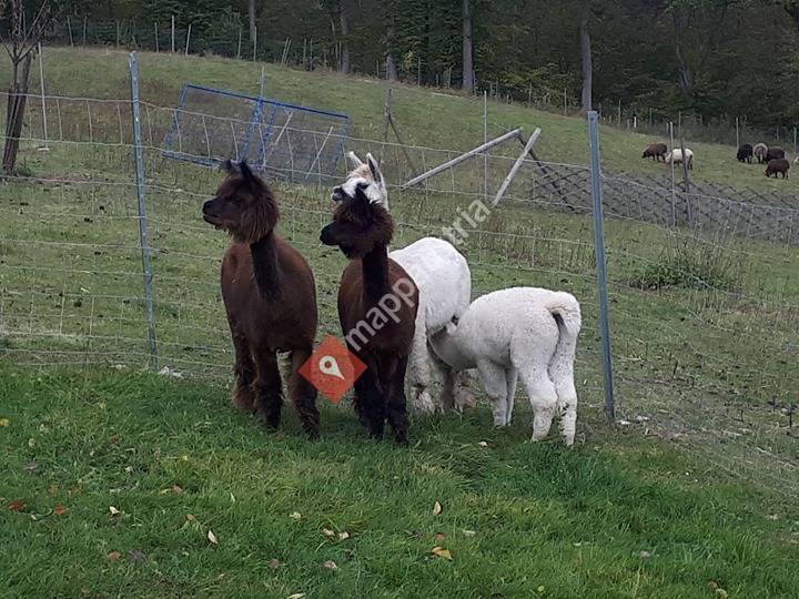 Altreith - Hof Alpakazucht