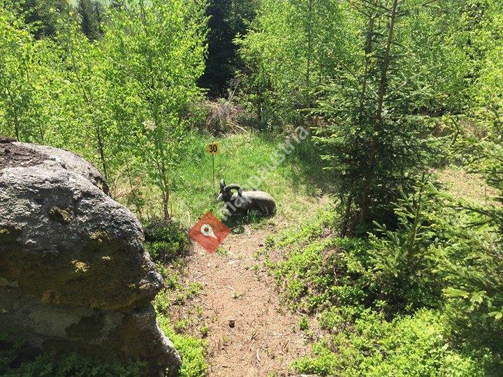 ARRA 3D-Bogensportparcours Harmanschlag