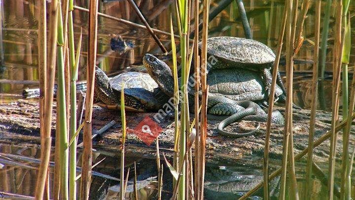 Artenschutzprogramm Europäische Sumpfschildkröte