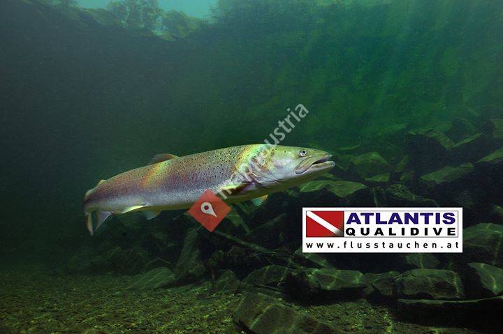 ATLANTIS Qualidive