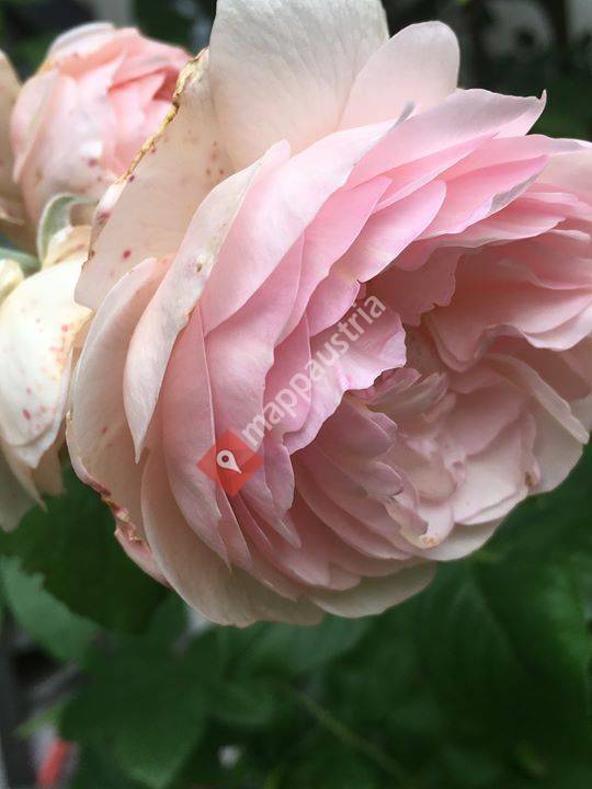 Ausbildungszentrum für Aromatologie 