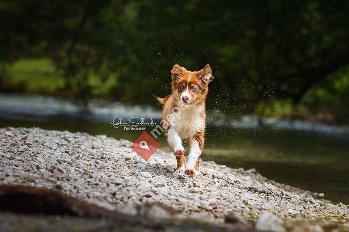 B.A.s Australian Shepherds