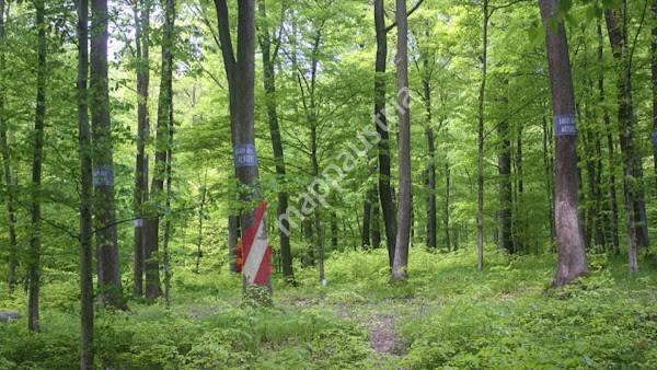 Baumbestattung Wald der Ewigkeit Gießhübl