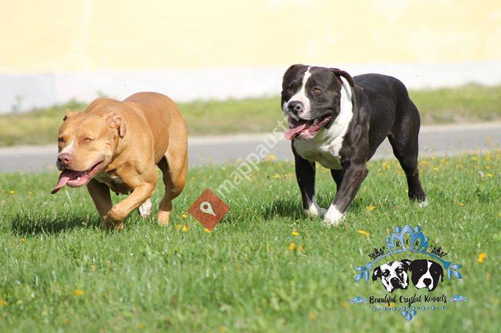 Beautiful Crystal Kennel