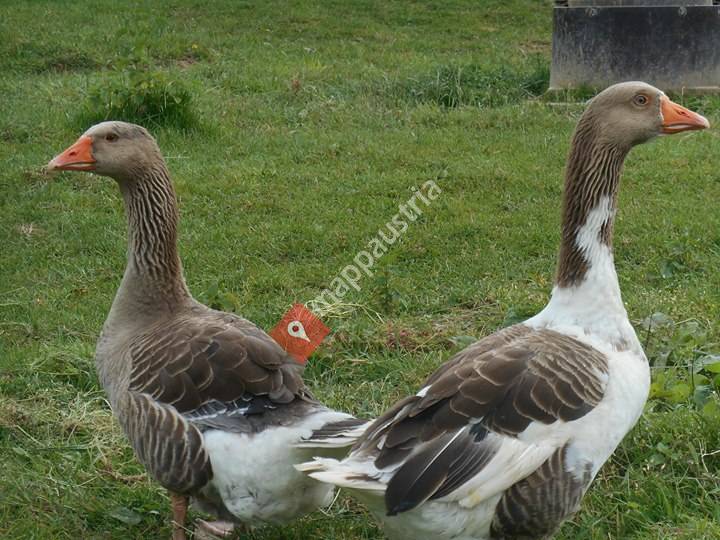 Bio-Bauernhof-Haller.at
