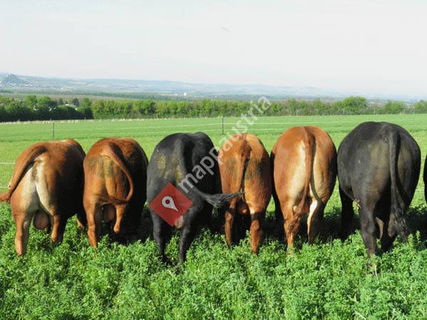 Birkeneck Angus