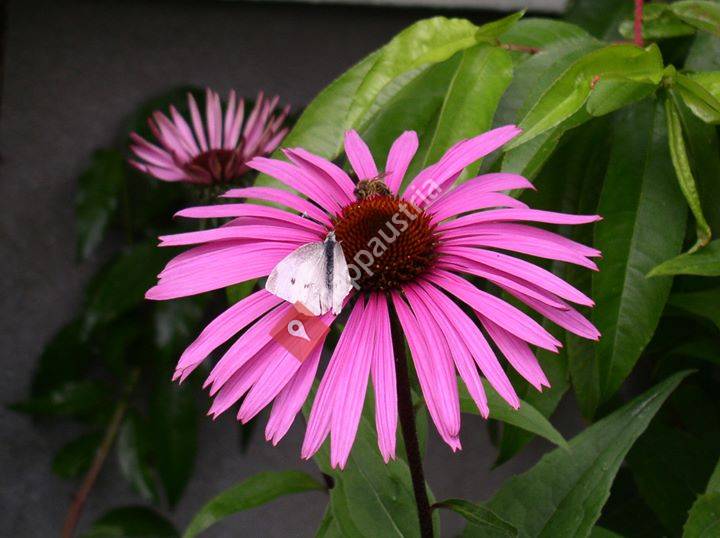 Blumenstube & Gartengestaltung