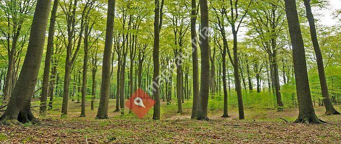 Brennholz und Baumschnitt Haas