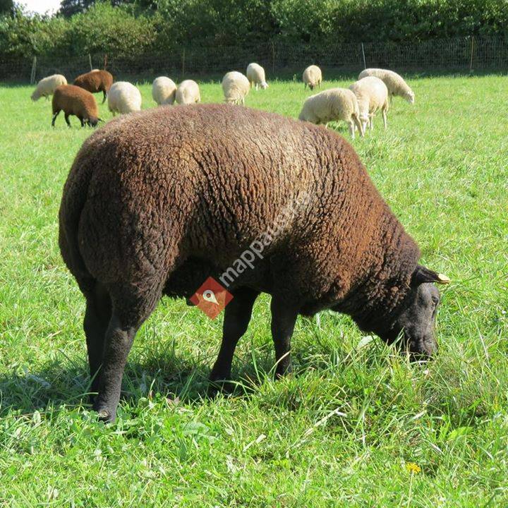 BTA Blue Texel Austria / Blaues Texelschaf Österreich
