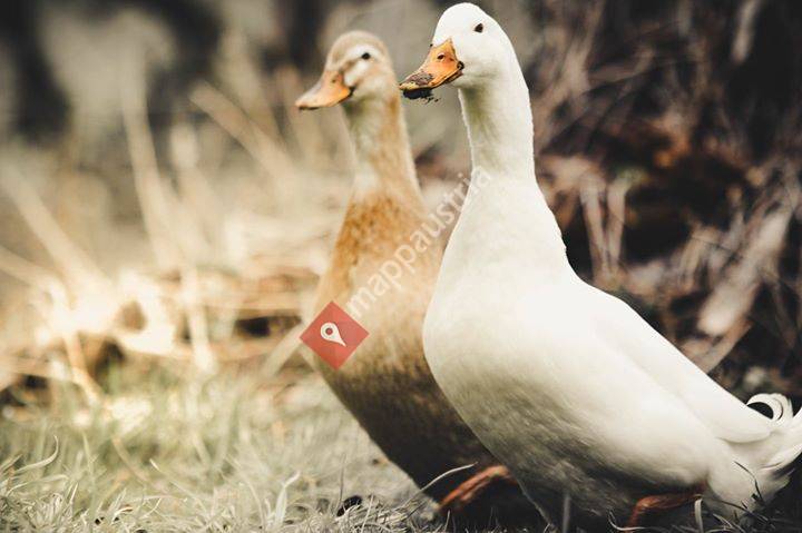 Buntes HUHN