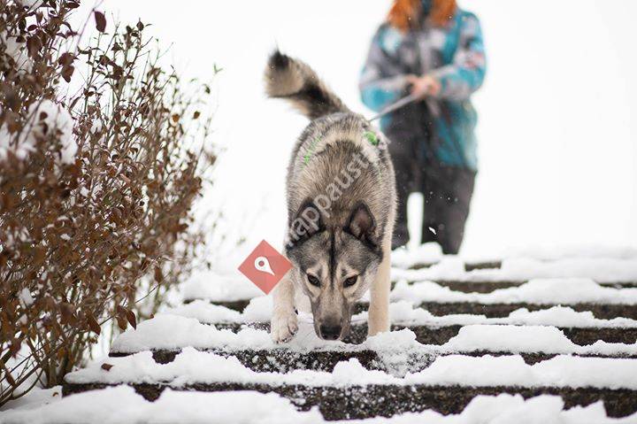 CANINE.connected