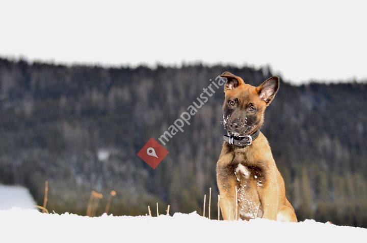 Dog Work