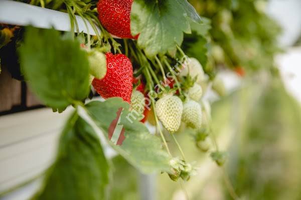Erdbeeren Selberpflücken