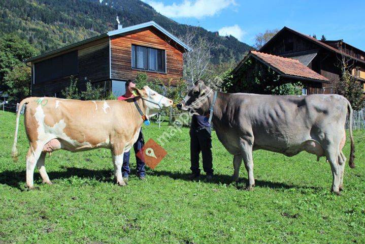 Familienbetrieb Stachniss