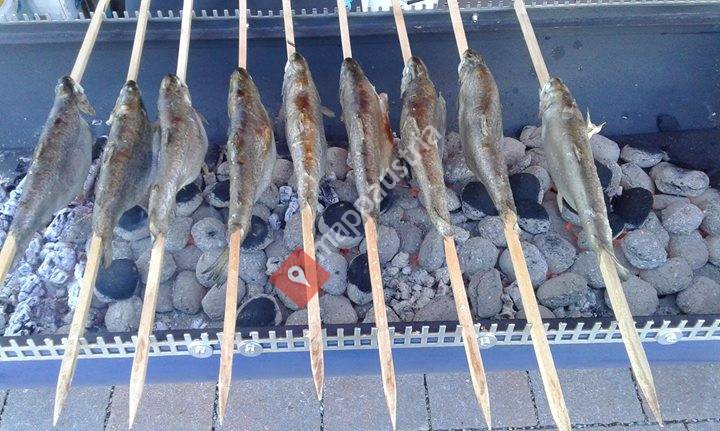 Fish on tour