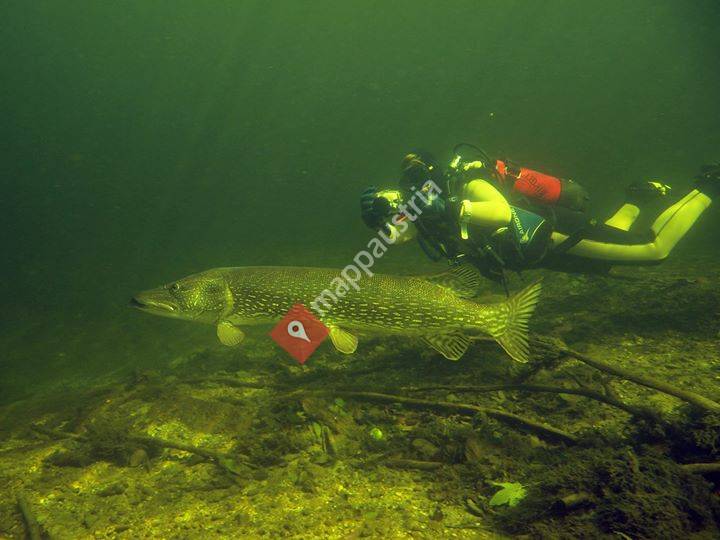 Flusstauchbasis Magic Dive - Traunfall