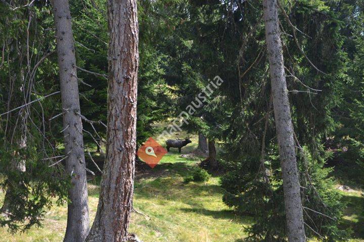 Godi's 3D Bogenparcours