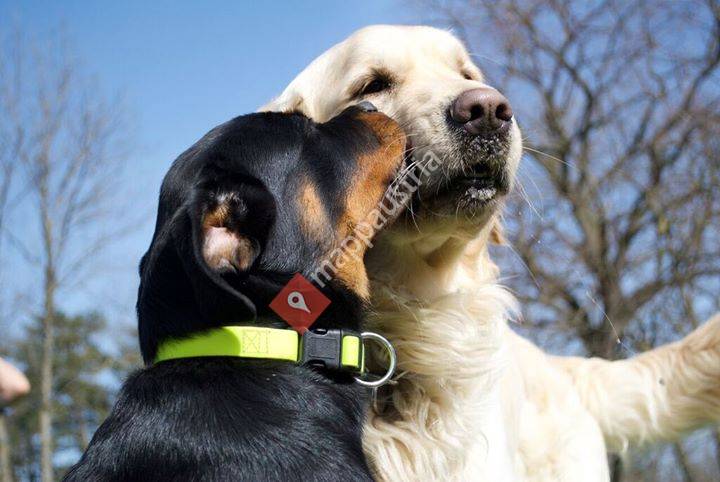 Goldenrotti vom Türkensturz