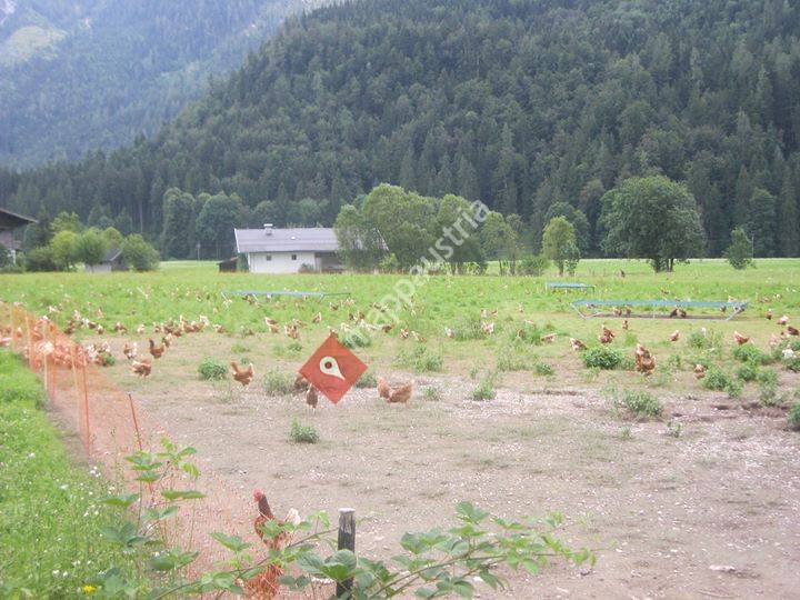 Herbert's Bio-Freiland-Eier