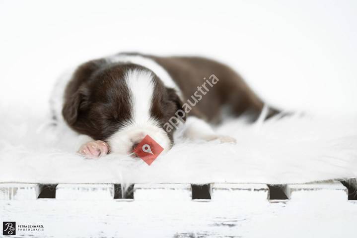 Heroes of tomorrow  Aussies