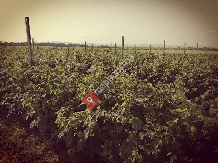 Himbeeren Familie Deix