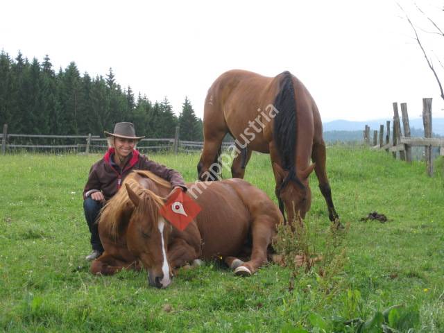 Horsemanship - Wien, NÖ - Horse N Soul Ranch