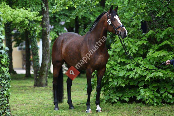 Horsepower Aiglesberger