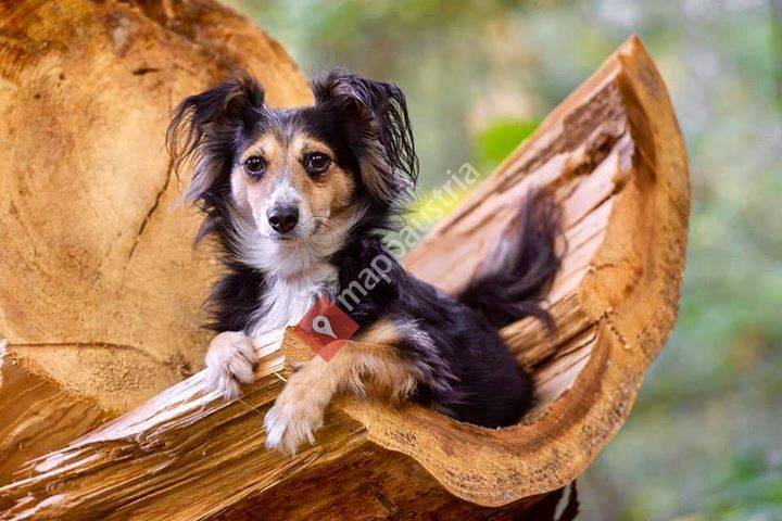 Hundefotografie