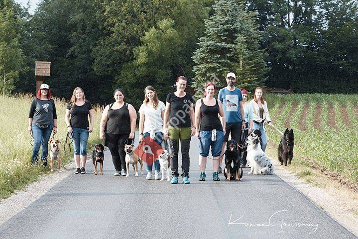 HUNDertprozent Hundetraining nach Maß