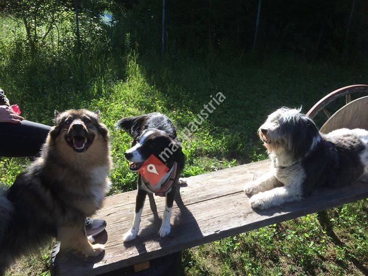 Hundetraining Pfotenspaß