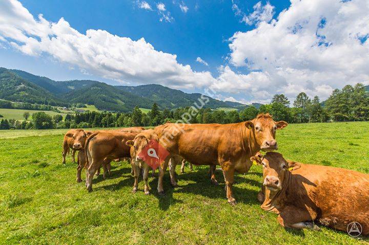 Kaltenegger Limousin