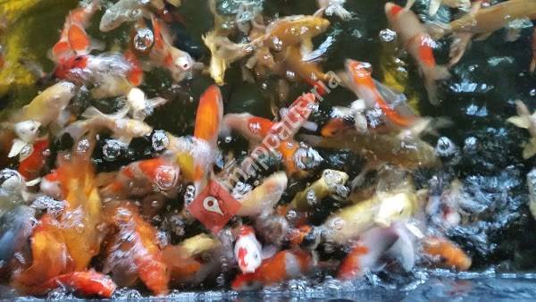 Koi-Garten