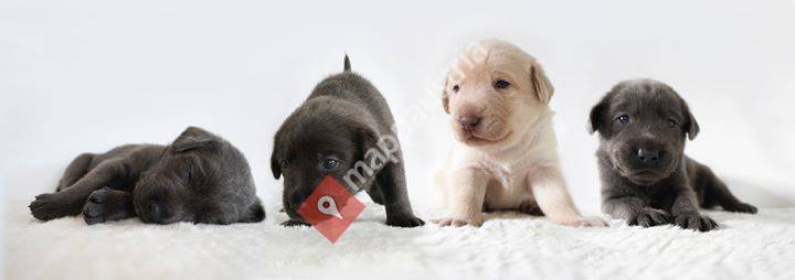 Labrador Retriever vom Wiestal