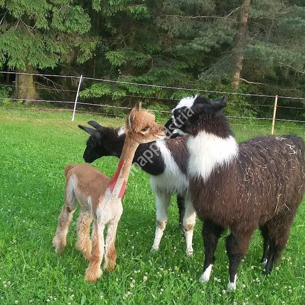 Lamas und Alpakas Klosterneuburg- AlpaCamino