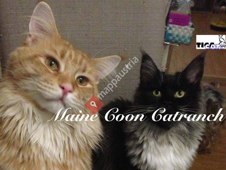 Maine Coon Catranch Reitmaier