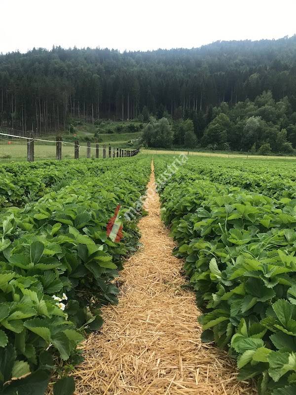 Mikl’s Erdbeereck Goritschach