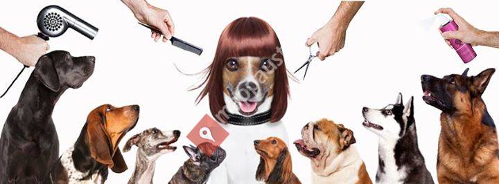 Mobile Hundefriseurin Helga