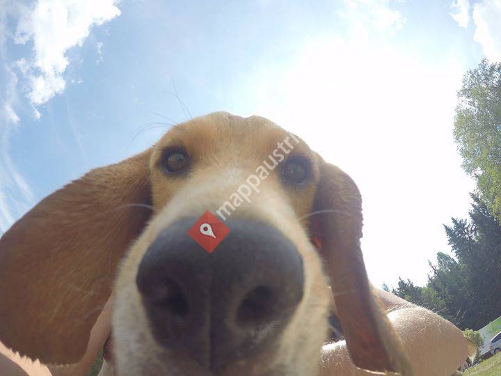 Moritz Beagle