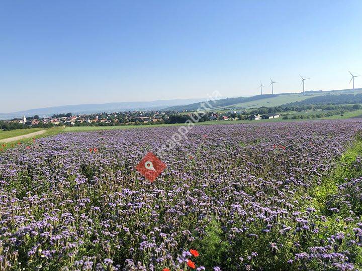 Naturparkgemeinde  Baumgarten
