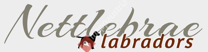 Nettlebrae Labradors