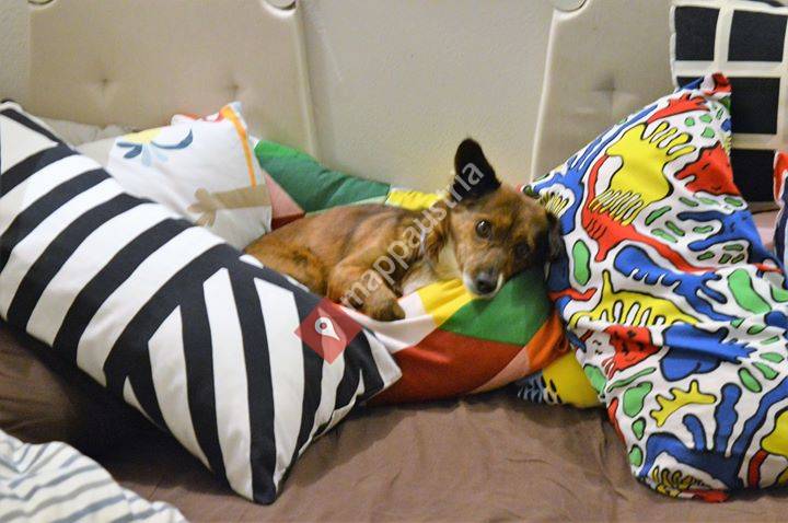 Nisti's bunte Hunde