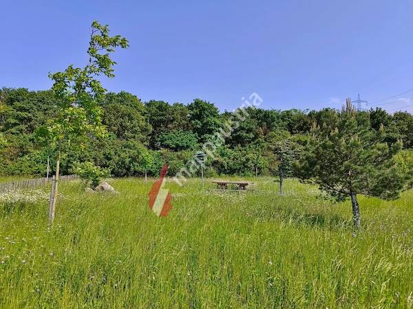 Norbert-Scheed-Wald