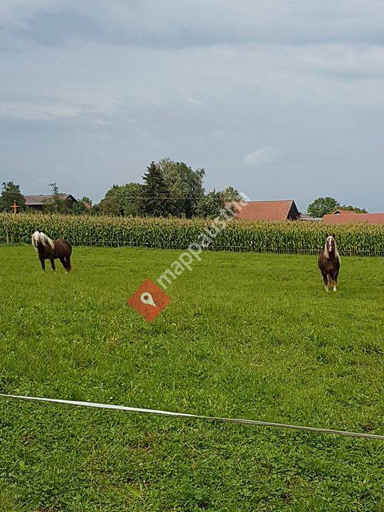 Noriker Zucht & Deckstation Burgstaller
