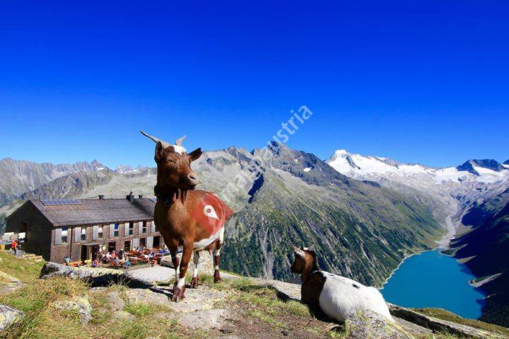Olpererhütte